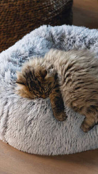 katze im kuschelkissen 340x600